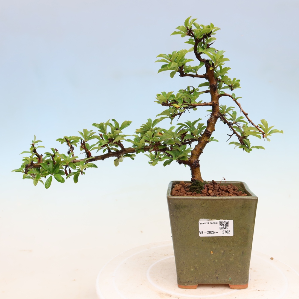 Bonsai da esterno - Pyracantha teton - Pyracantha scarlatta