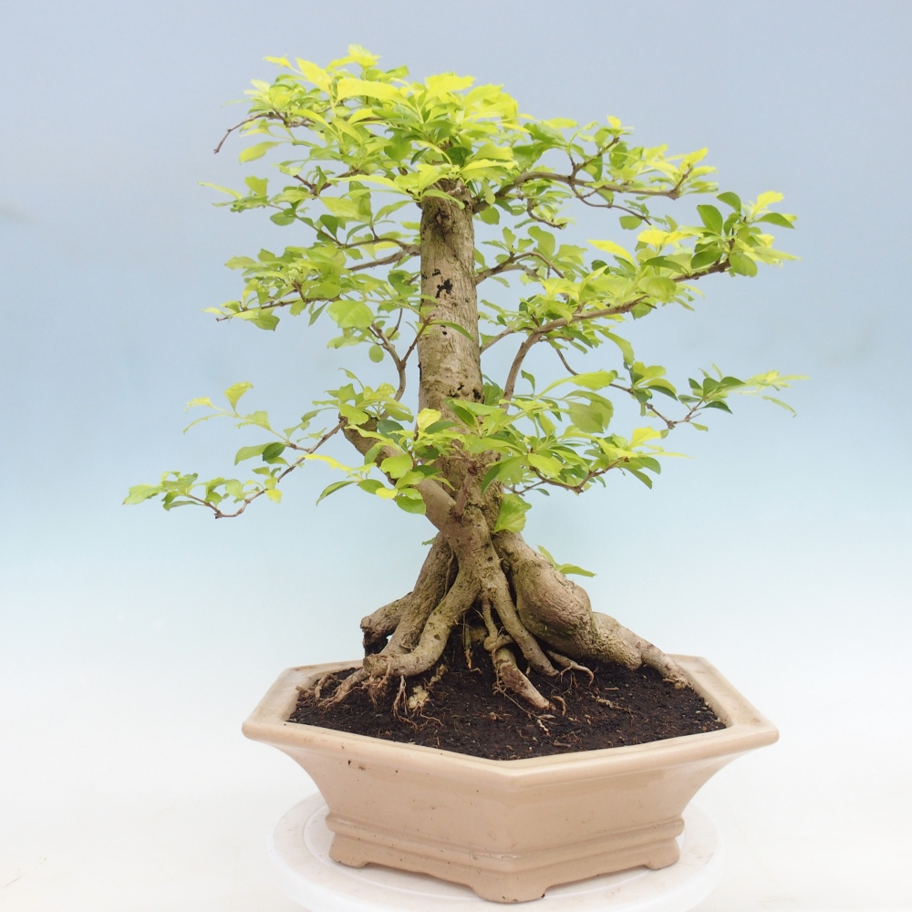 Bonsai da camera - Duranta erecta Aurea - SOLO RITIRO PERSONALE o trasporto su pallet