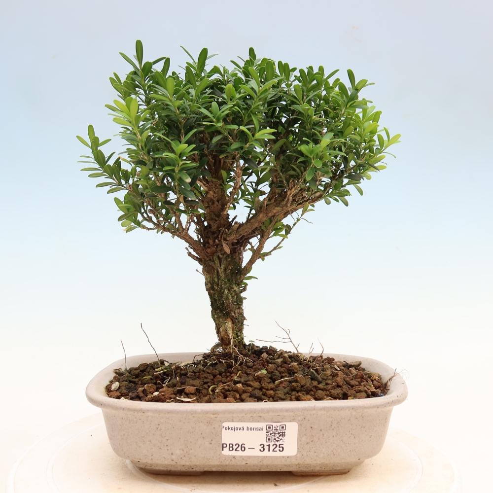 Camera bonsai - Buxus harlandii - buxus da sughero