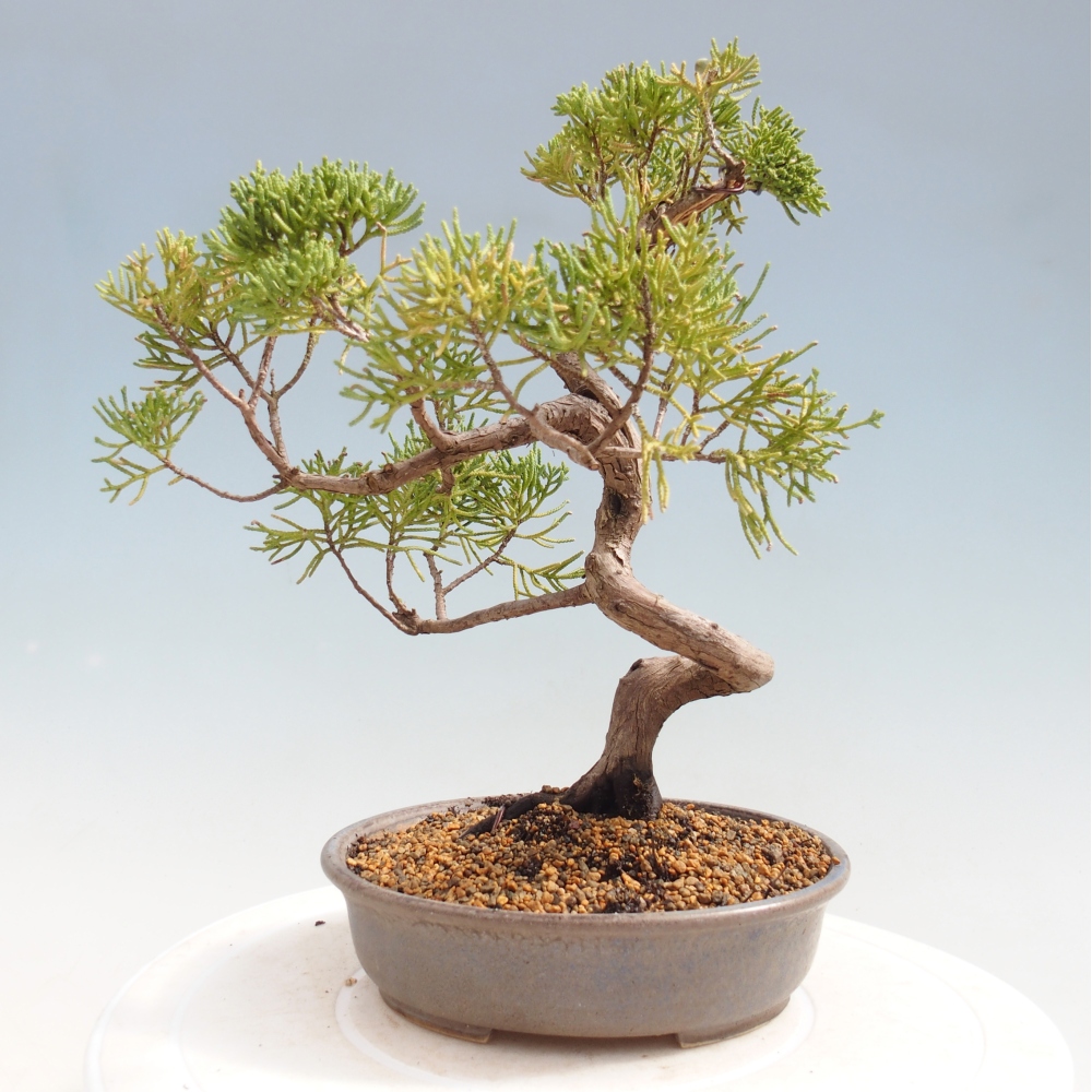 Bonsai da esterno - Juniperus chinensis Kishu