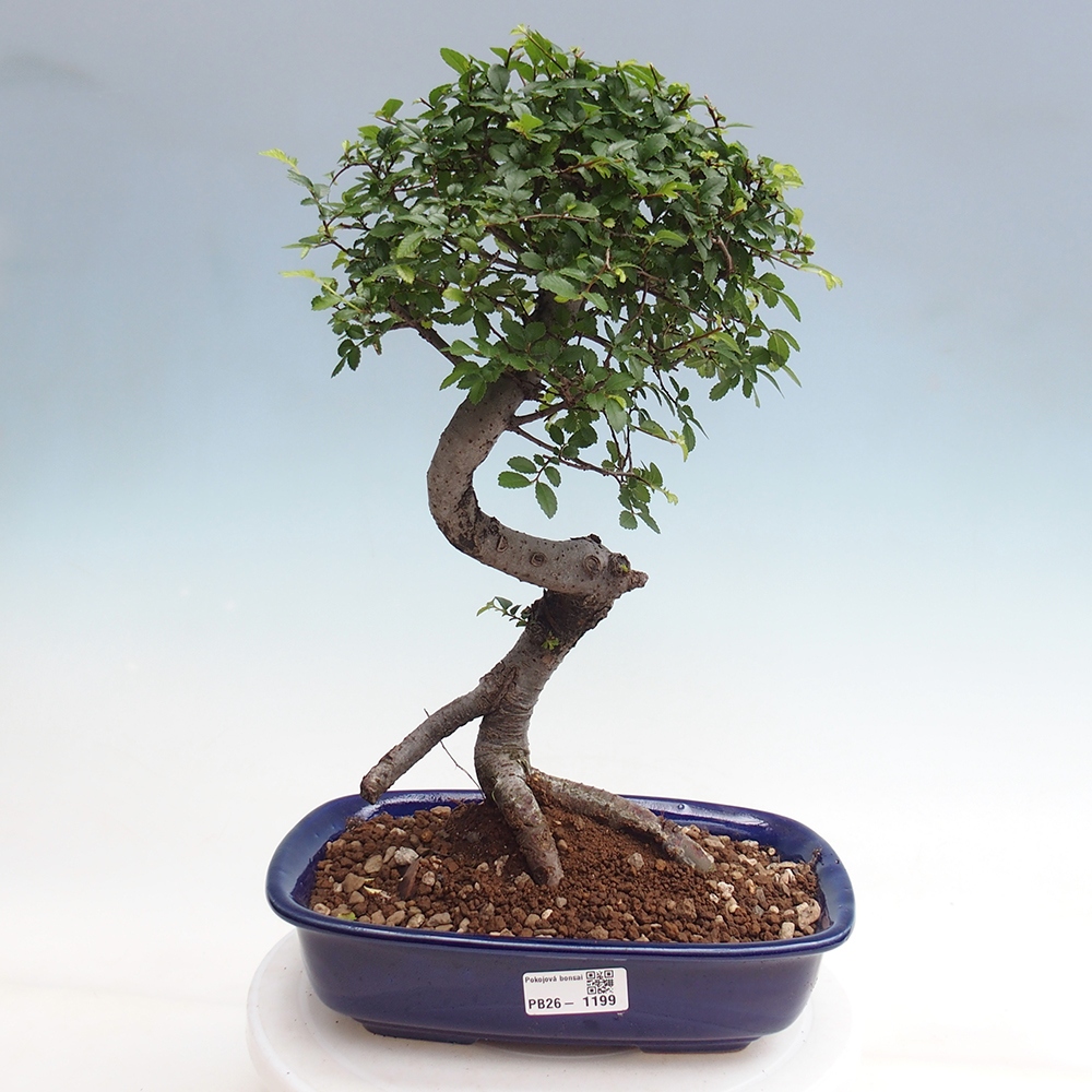 Camera bonsai - Ulmus parvifolia - Olmo a foglie piccole