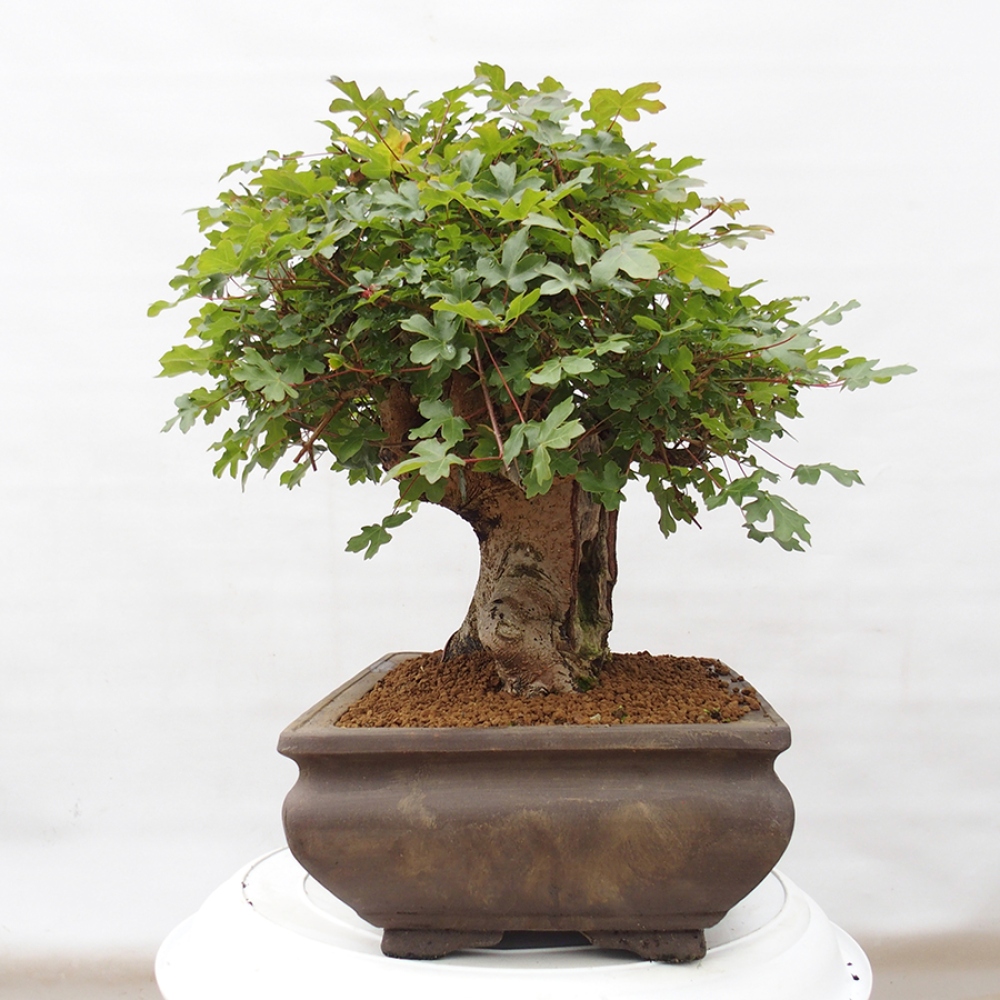 Bonsai da esterno - Acero francese - Acer Nonspessulanum
