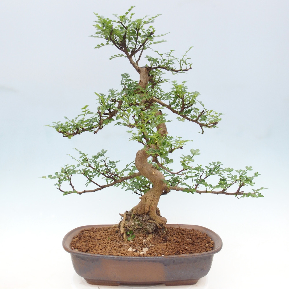 Camera bonsai - Zantoxylum piperitum - albero del pepe