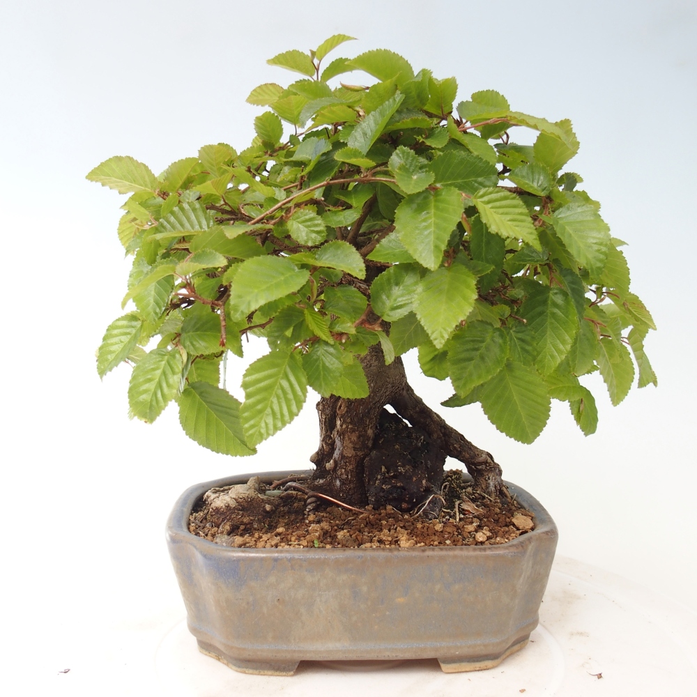 Bonsai da esterno -Carpinus CARPINOIDES - Carpino coreano