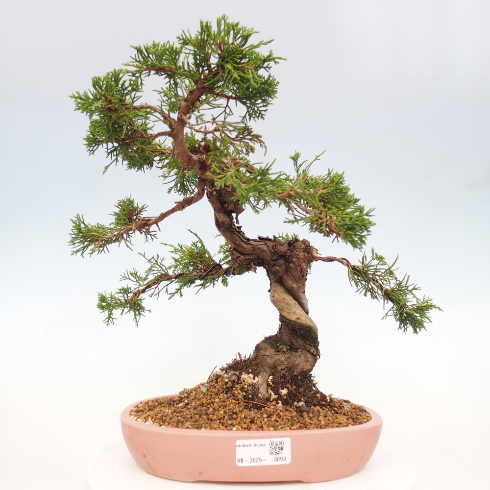 Bonsai da esterno - Juniperus chinensis Itoigawa