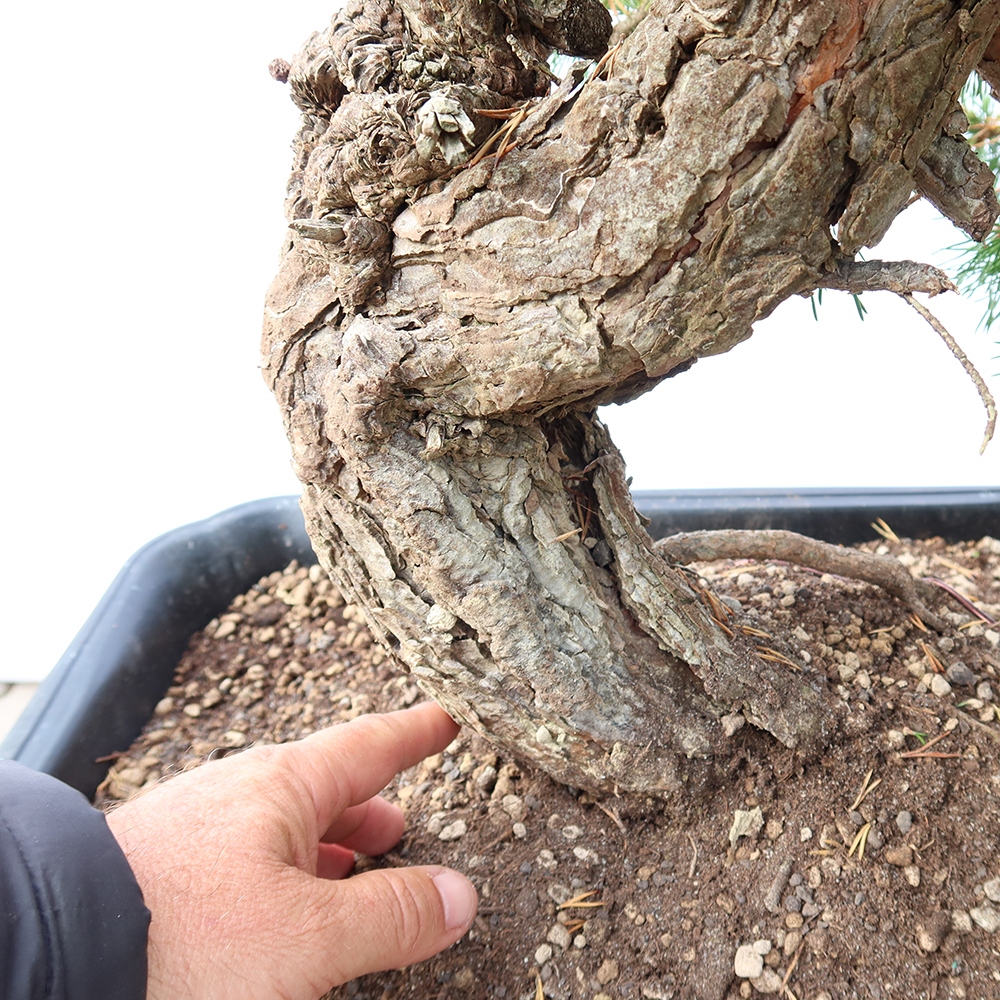 Pinus sylvestris Spagna - pino silvestre