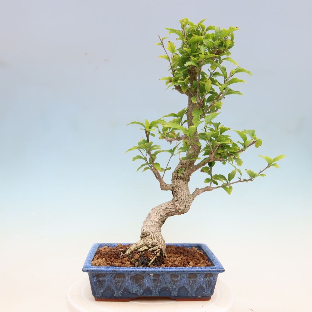 Bonsai da esterno - Hibiscus syriacus - Ibisco siriano