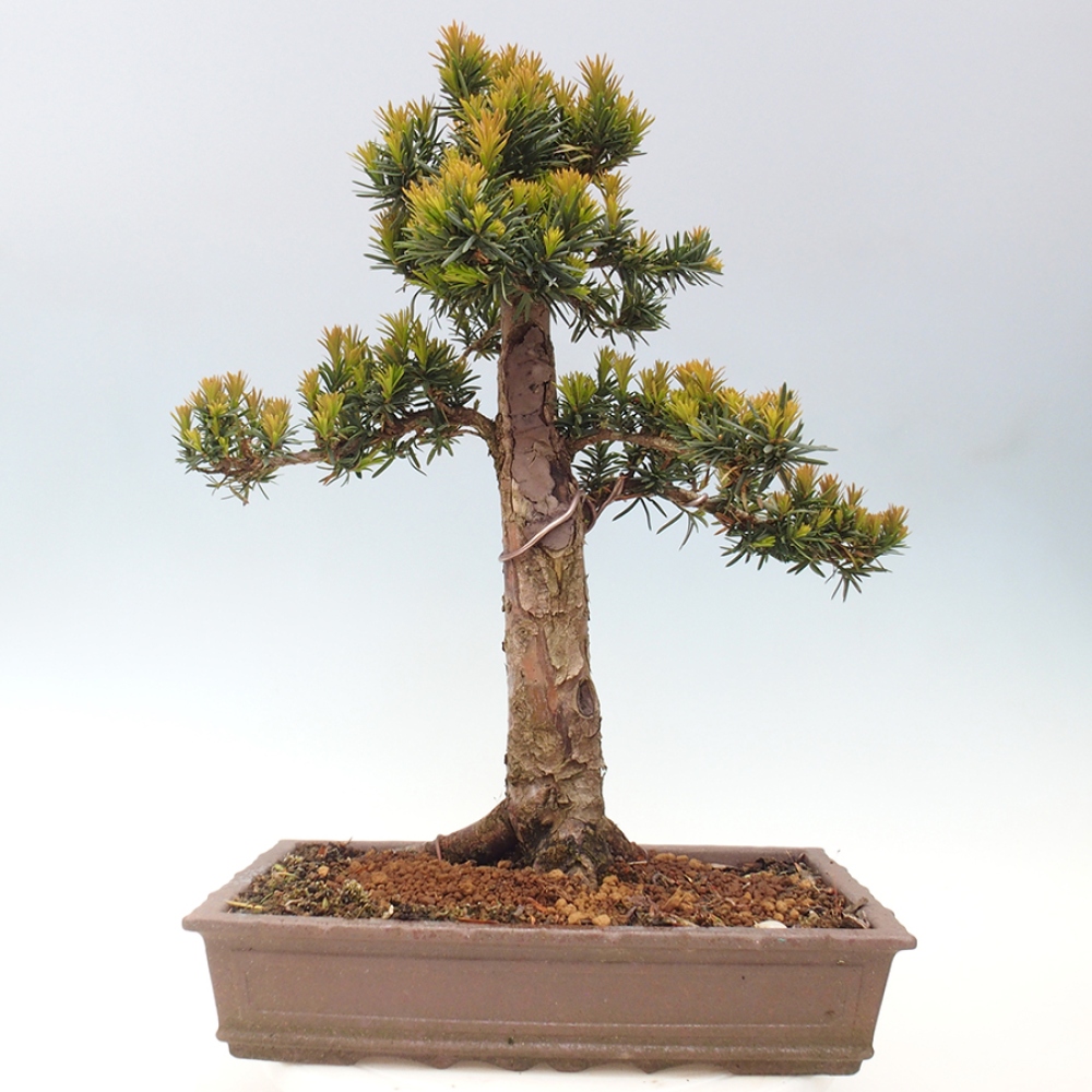 Bonsai da esterno - Taxus cuspidata - Tasso giapponese