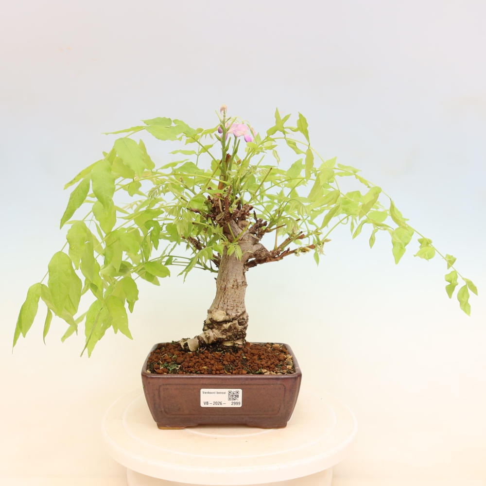 Bonsai da esterno - Glicine floribunda
