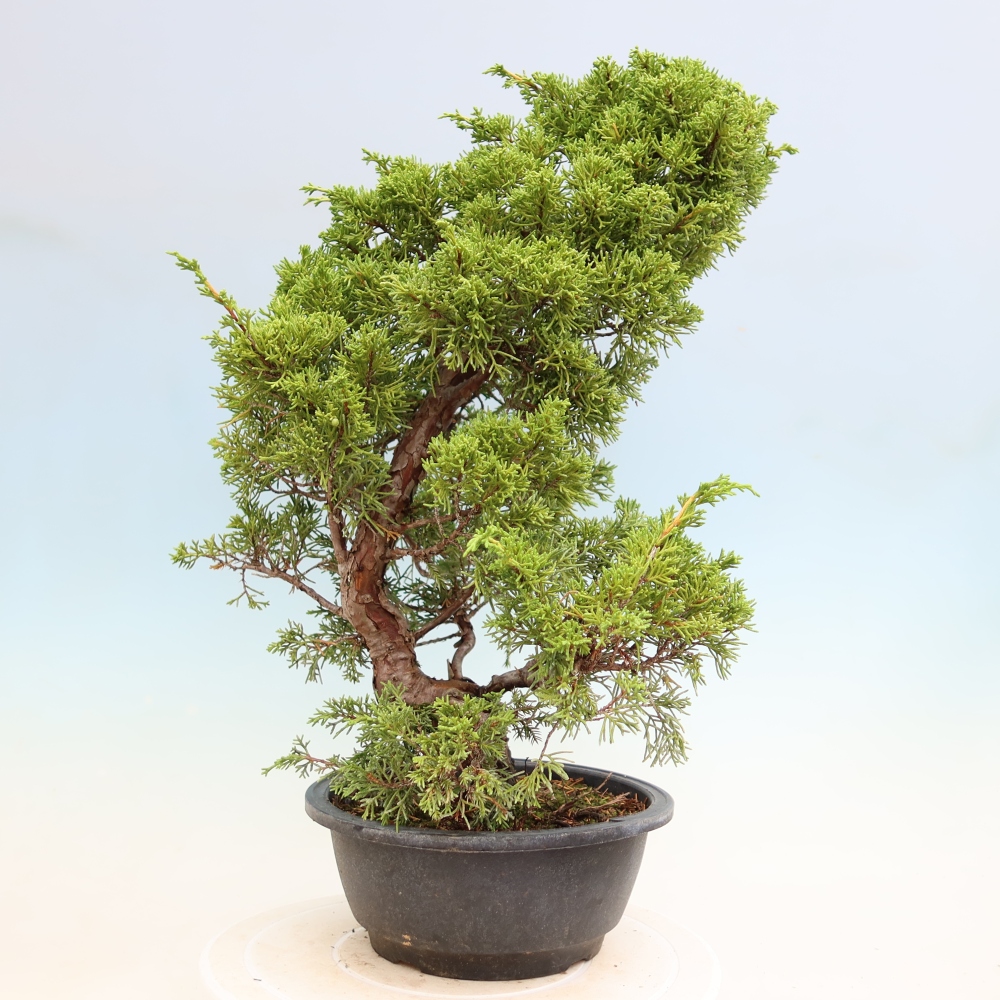 Bonsai da esterno - Juniperus chinensis Itoigawa-Juniperus chinensis