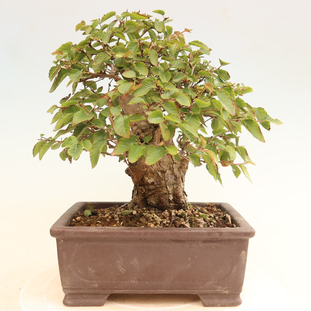 Bonsai da esterno -Carpinus CARPINOIDES - Carpino coreano