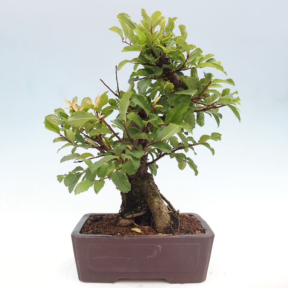 Bonsai da esterno - Zelkova - Zelkova NIRE