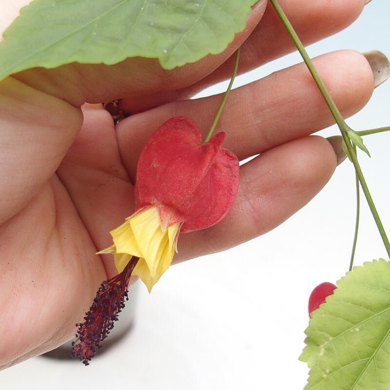 Bonsai da interno - Abutilon Big Bell - Cloudberry