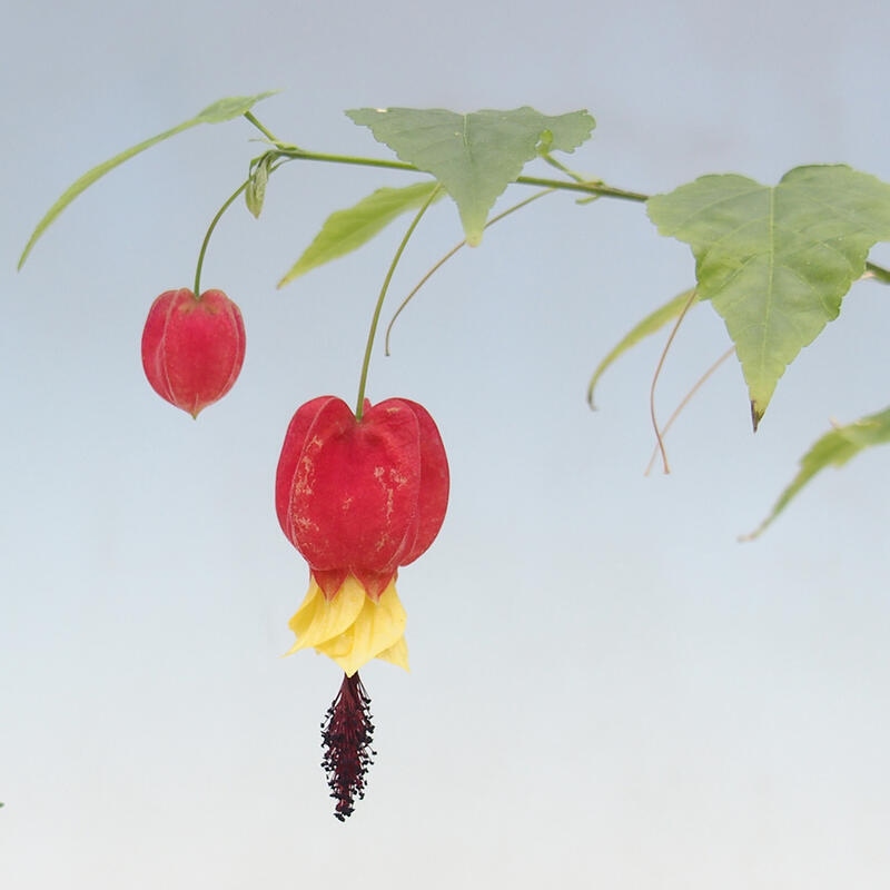 Bonsai da interno - Abutilon Big Bell - Cloudberry
