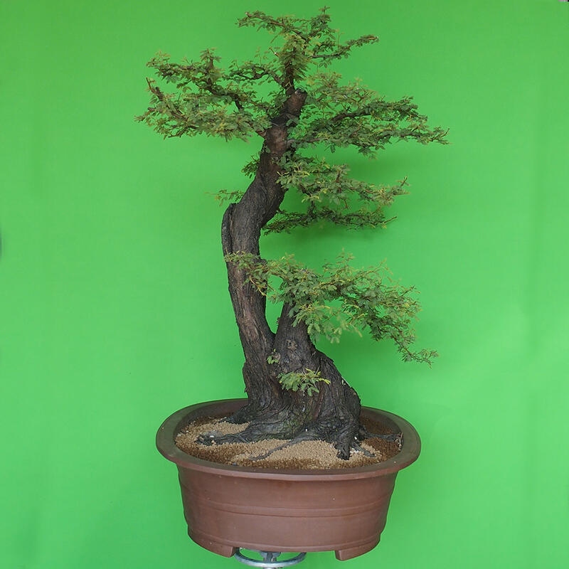 Camera bonsai - Acacias Arabica