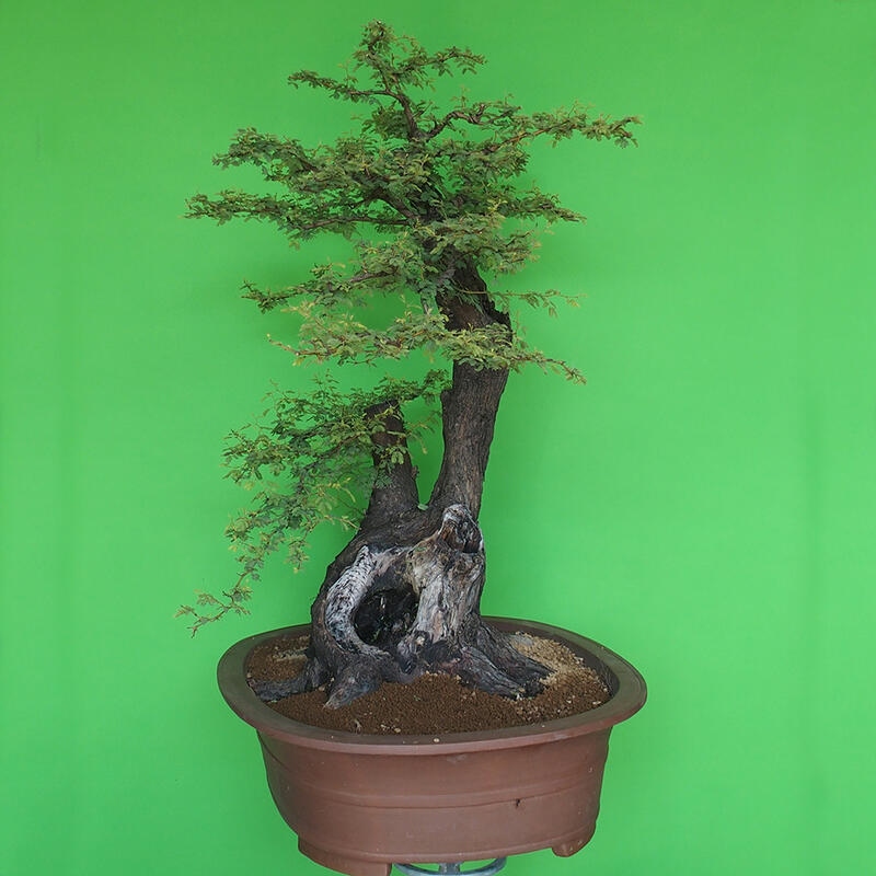 Camera bonsai - Acacias Arabica