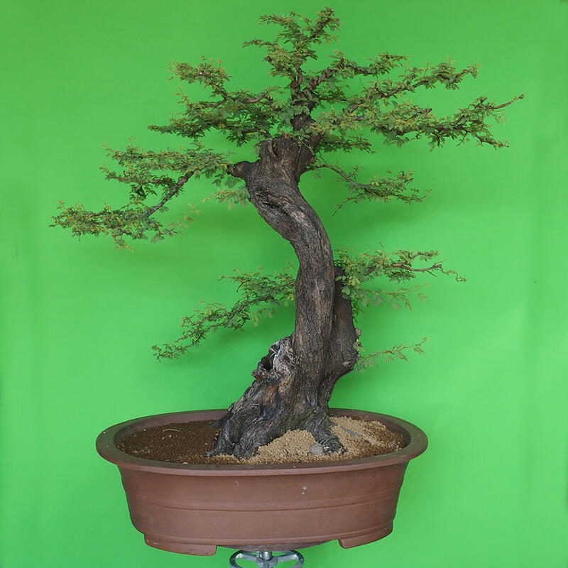 Camera bonsai - Acacias Arabica