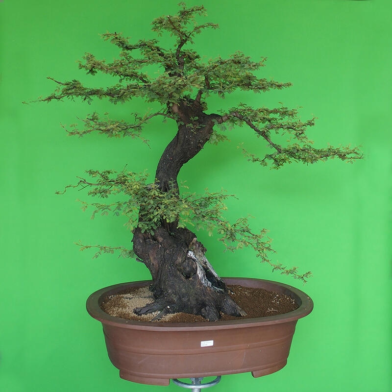 Camera bonsai - Acacias Arabica