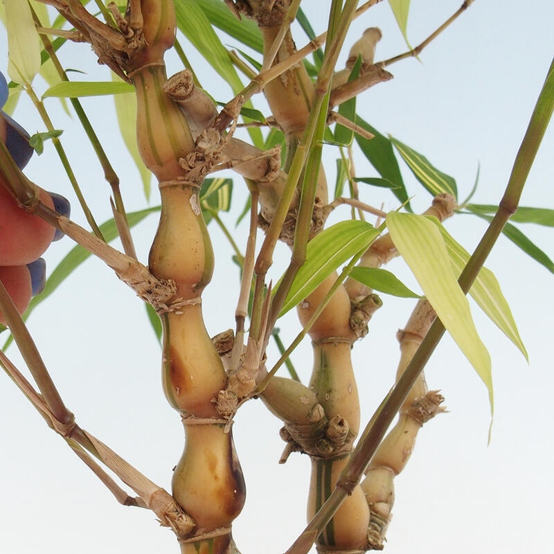 Camera bonsai - Bamboo budha-Bamboo budha belly