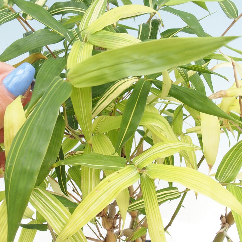 Camera bonsai - Bamboo budha-Bamboo budha belly