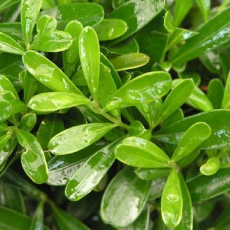 Camera bonsai - Buxus harlandii - buxus da sughero