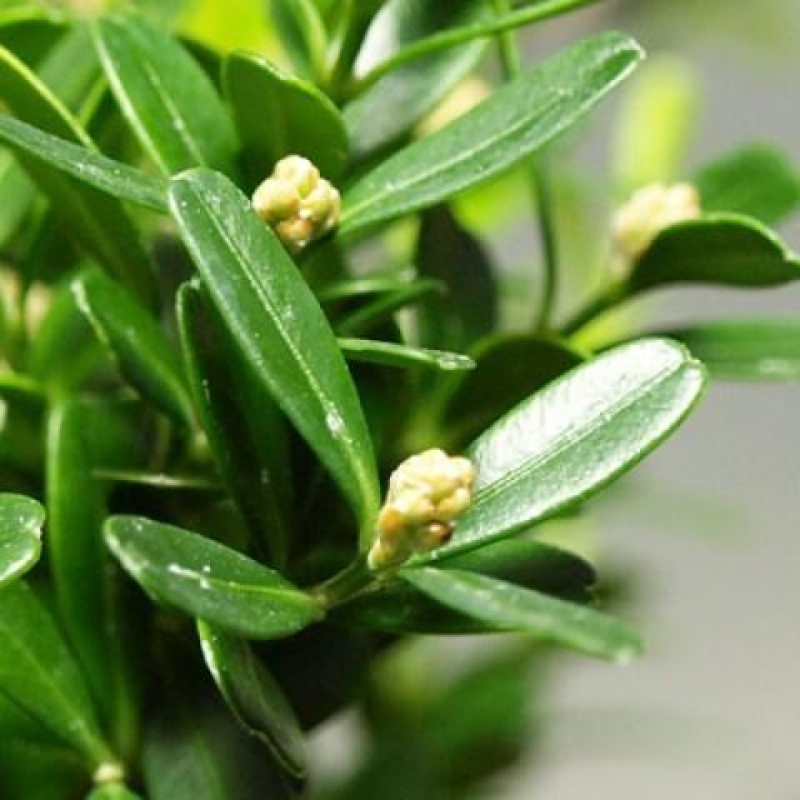 Camera bonsai - Buxus harlandii - buxus da sughero