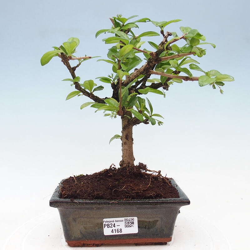 Camera bonsai - Carmona macrophylla - Tea fuki