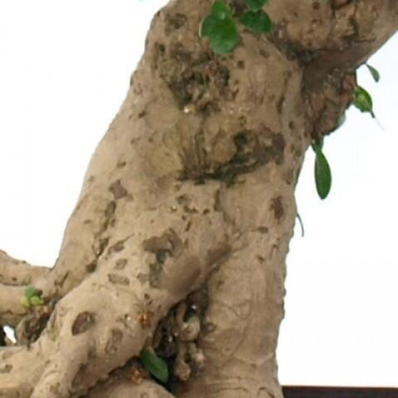 Camera bonsai - Carmona macrophylla - Tea fuki