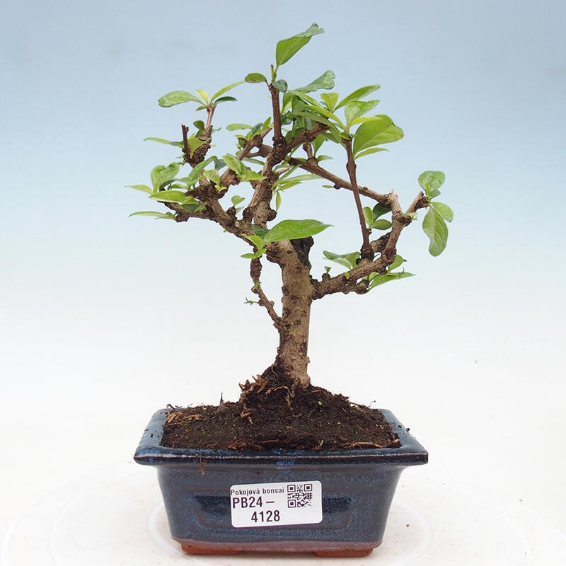 Camera bonsai - Carmona macrophylla - Tea fuki