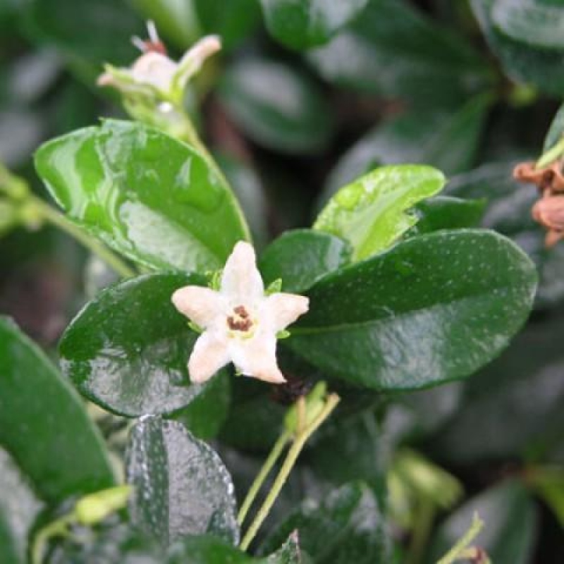 Camera bonsai - Carmona macrophylla - Tea fuki