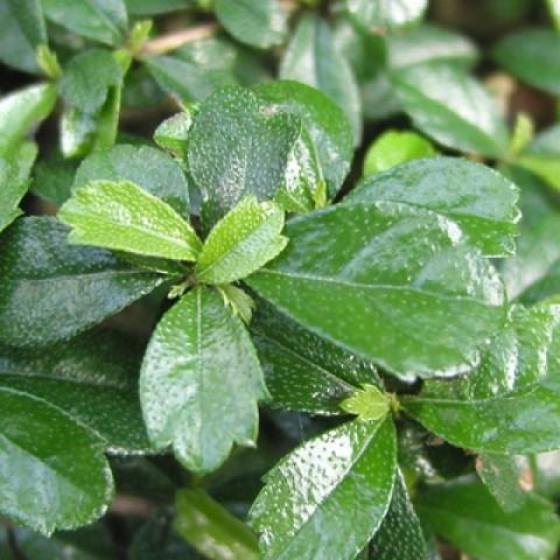 Camera bonsai - Carmona macrophylla - Tea fuki