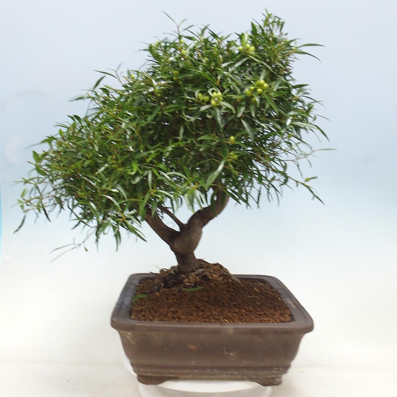 Camera bonsai - Ficus nerifolia - ficus a foglie piccole