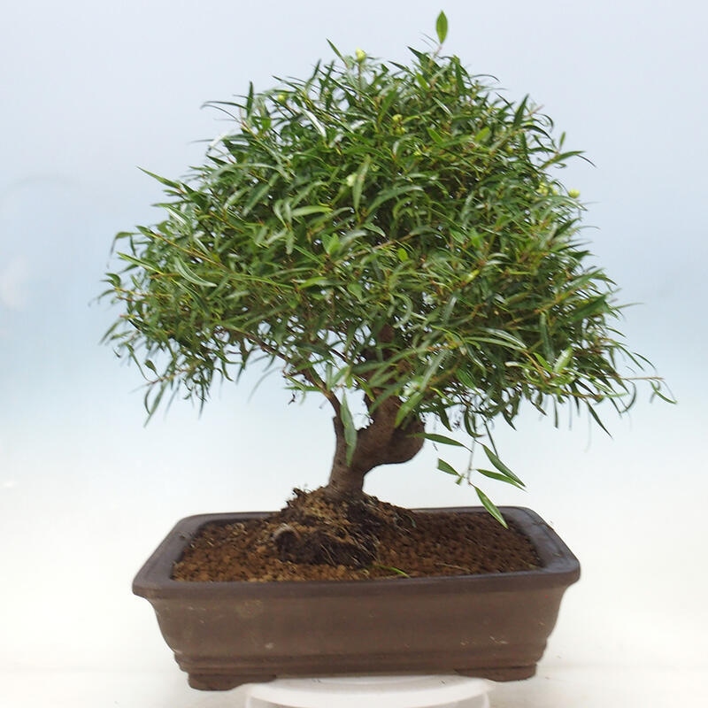 Camera bonsai - Ficus nerifolia - ficus a foglie piccole