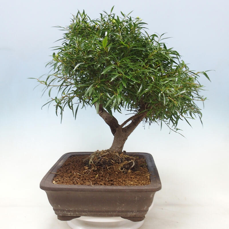 Camera bonsai - Ficus nerifolia - ficus a foglie piccole