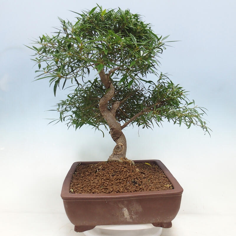 Camera bonsai - Ficus nerifolia - ficus a foglie piccole