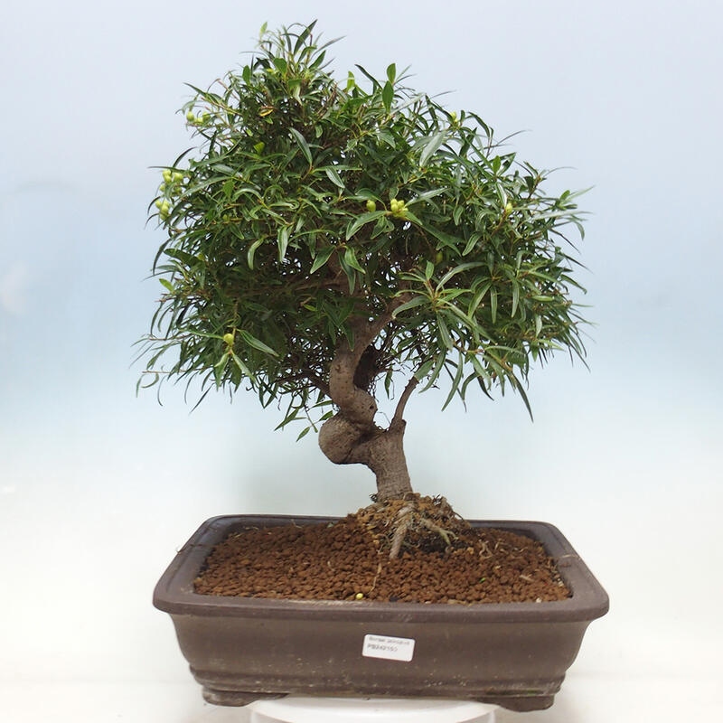 Camera bonsai - Ficus nerifolia - ficus a foglie piccole
