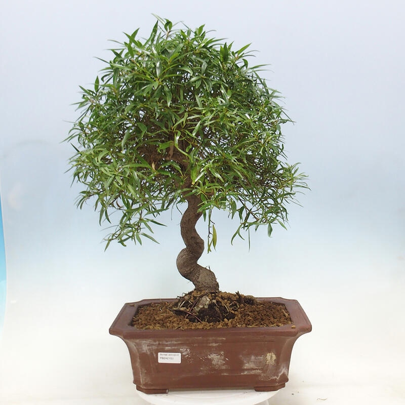 Camera bonsai - Ficus nerifolia - ficus a foglie piccole