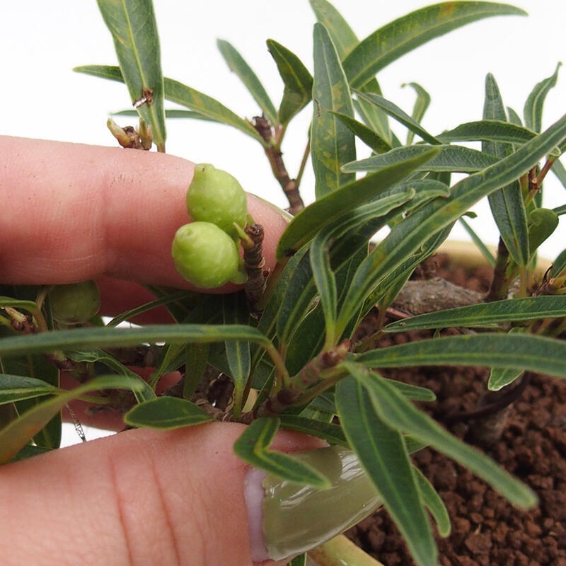 Camera bonsai - Ficus nerifolia - ficus a foglie piccole