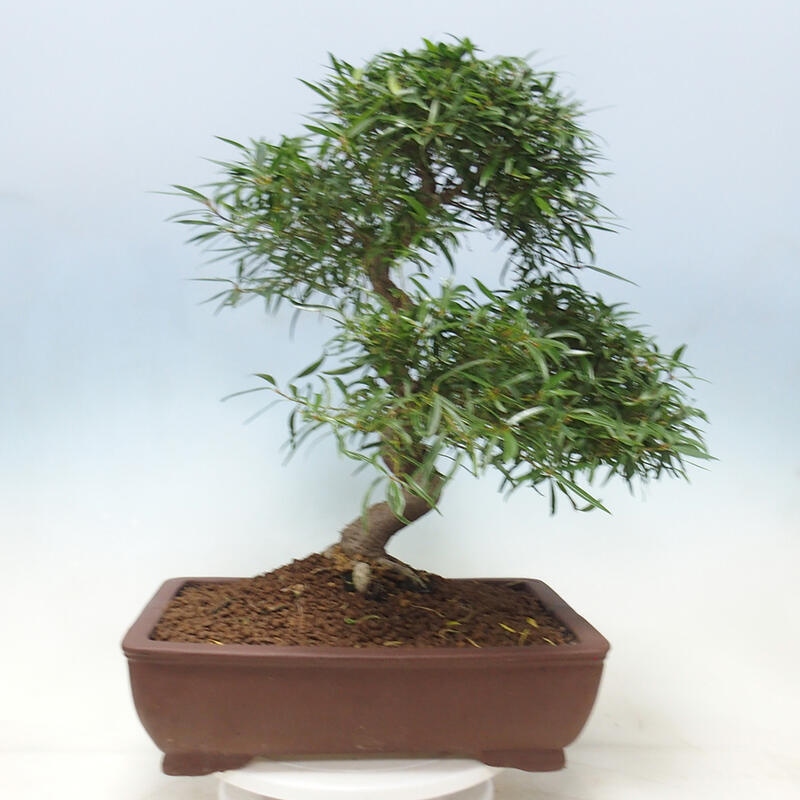 Camera bonsai - Ficus nerifolia - ficus a foglie piccole