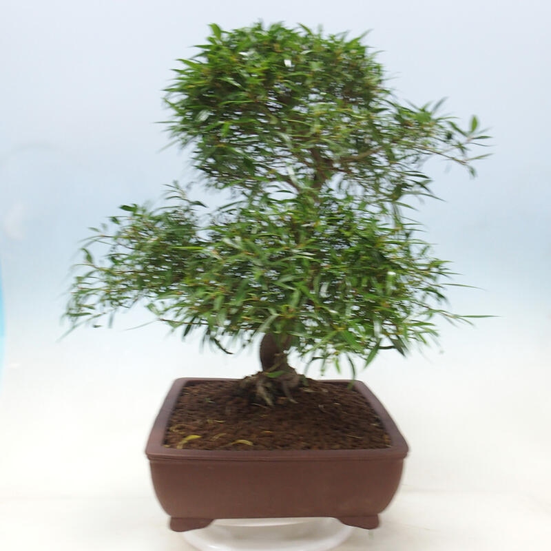 Camera bonsai - Ficus nerifolia - ficus a foglie piccole