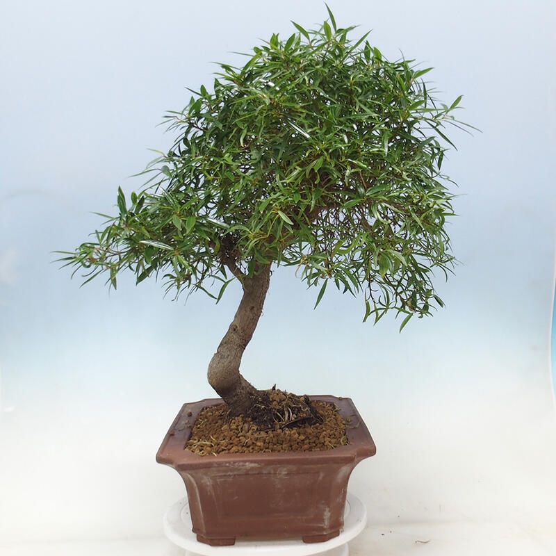 Camera bonsai - Ficus nerifolia - ficus a foglie piccole