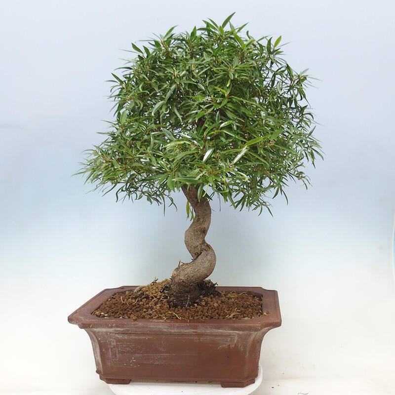 Camera bonsai - Ficus nerifolia - ficus a foglie piccole