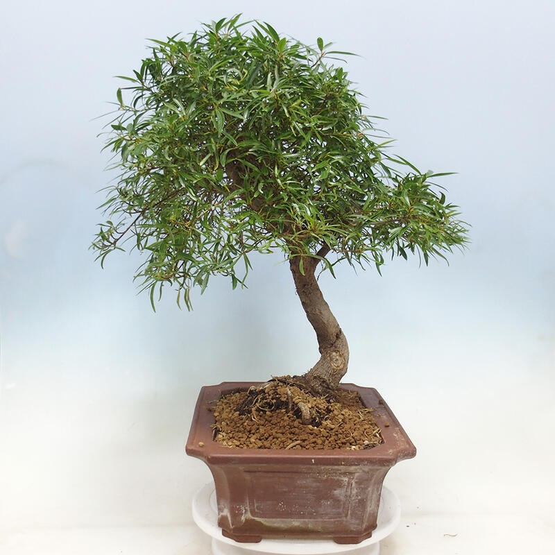 Camera bonsai - Ficus nerifolia - ficus a foglie piccole