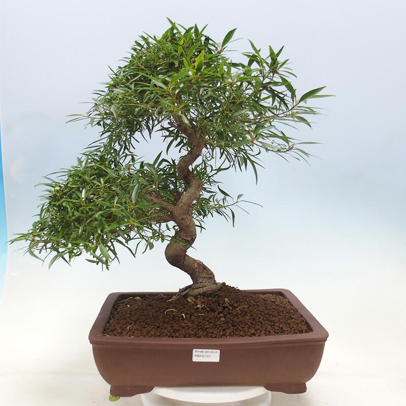 Camera bonsai - Ficus nerifolia - ficus a foglie piccole
