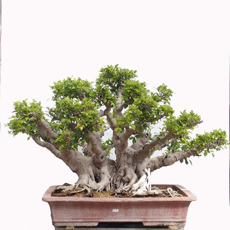Camera bonsai - Ficus retusa - ficus a foglie piccole