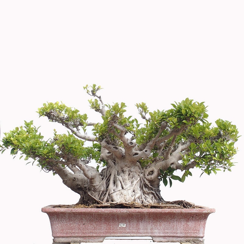Camera bonsai - Ficus retusa - ficus a foglie piccole