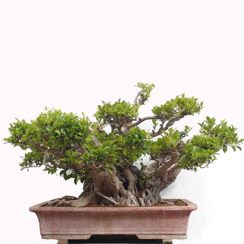 Camera bonsai - Ficus retusa - ficus a foglie piccole