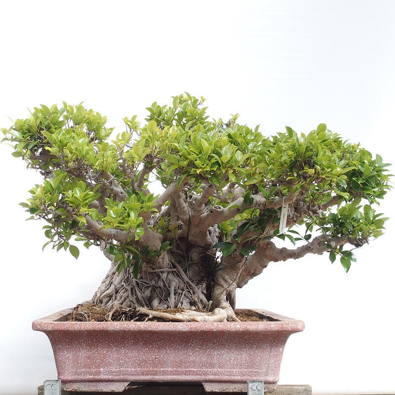 Camera bonsai - Ficus retusa - ficus a foglie piccole