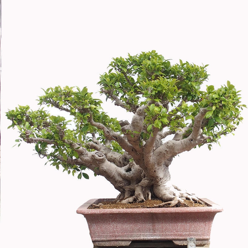 Camera bonsai - Ficus retusa - ficus a foglie piccole