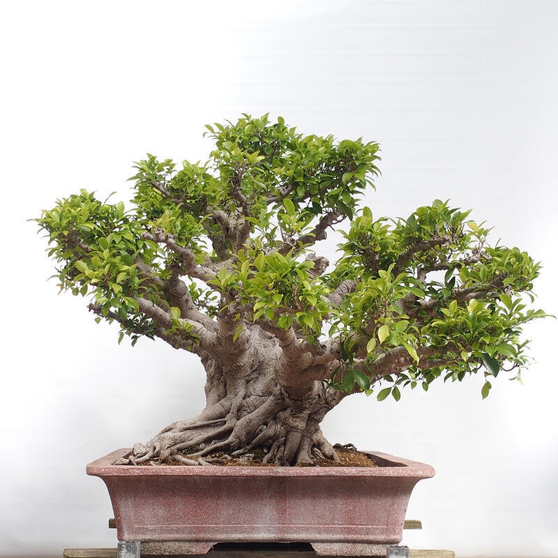 Camera bonsai - Ficus retusa - ficus a foglie piccole